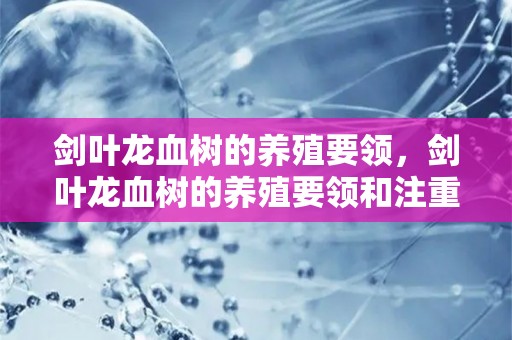 剑叶龙血树的养殖要领，剑叶龙血树的养殖要领和注重
事项