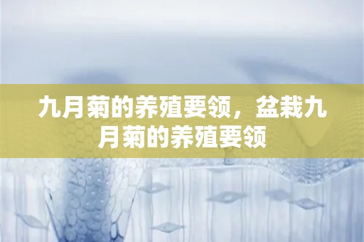 九月菊的养殖要领，盆栽九月菊的养殖要领